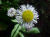 Philadelphia Fleabane (Erigeron philadelphicus)