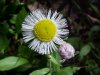 Philadelphia Fleabane (Erigeron philadelphicus)