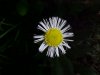Philadelphia Fleabane (Erigeron philadelphicus)