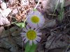 Philadelphia Fleabane (Erigeron philadelphicus)