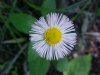 Philadelphia Fleabane (Erigeron philadelphicus)
