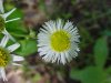 Philadelphia Fleabane (Erigeron philadelphicus)