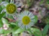 Philadelphia Fleabane (Erigeron philadelphicus)
