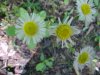 Philadelphia Fleabane (Erigeron philadelphicus)