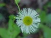 Philadelphia Fleabane (Erigeron philadelphicus)
