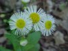 Philadelphia Fleabane (Erigeron philadelphicus)