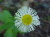 Philadelphia Fleabane (Erigeron philadelphicus)