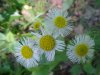Philadelphia Fleabane (Erigeron philadelphicus)
