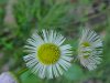 Philadelphia Fleabane (Erigeron philadelphicus)