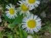 Philadelphia Fleabane (Erigeron philadelphicus)