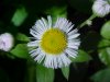 Philadelphia Fleabane (Erigeron philadelphicus)