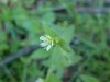 Mouse-ear Chickweed (Cerastium fontanum)