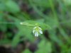 Mouse-ear Chickweed (Cerastium fontanum)