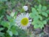 Philadelphia Fleabane (Erigeron philadelphicus)