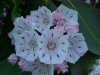 Mountain Laurel (Kalmia latifolia)