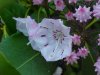 Mountain Laurel (Kalmia latifolia)