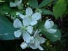 Allegheny Blackberry  (Rubus allegheniensis porter agg)