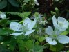 Allegheny Blackberry (Rubus allegheniensis porter agg)