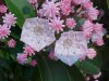 Mountain Laurel (Kalmia latifolia)