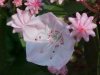 Mountain Laurel (Kalmia latifolia)