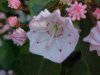 Mountain Laurel (Kalmia latifolia)