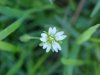 Mouse-ear Chickweed (Cerastium fontanum)