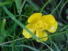 Common Buttercup (Ranunculus acris)