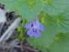 Ground Ivy; Gill-over-the-ground;  Creeping Charlie (Glechoma  hederacea)