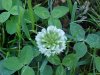 White Clover; Dutch Clover (Trifolium repens)