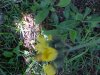 Yellow Hawkweed; King Devil (Hieracium caespitosum; Hieracium pratense; Hieracium floribundum)