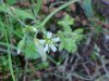Mouse-ear Chickweed (Cerastium  fontanum)