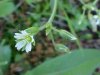 Mouse-ear Chickweed (Cerastium fontanum)