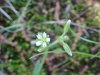 Mouse-ear Chickweed (Cerastium fontanum)