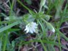 Mouse-ear Chickweed (Cerastium fontanum)