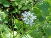 Garlic Mustard (Alliaria petiolata)