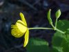 Greater Celandine; Wartweed (Chelidonium majus)