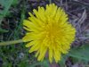 Common Dandelion (Taraxacum officinale)