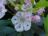 Mountain Laurel (Kalmia latifolia)