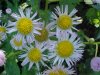 Philadelphia Fleabane (Erigeron philadelphicus)