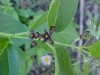 Black swallow-wort (Cynanchum nigrum; Cynanchum rossicum)
