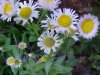 Philadelphia Fleabane (Erigeron philadelphicus)