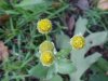 Philadelphia Fleabane (Erigeron philadelphicus)
