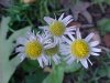 Philadelphia Fleabane (Erigeron philadelphicus)