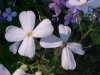 Dame's Rocket; Dame's Violet; Mother-of-the-Evening (Hesperis matronalis)