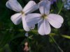 Dame's Rocket; Dame's Violet; Mother-of-the-Evening (Hesperis matronalis)