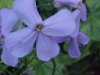 Dame's Rocket; Dame's Violet; Mother-of-the-Evening (Hesperis matronalis)