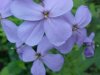 Dame's Rocket; Dame's Violet; Mother-of-the-Evening (Hesperis matronalis)