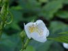 Multiflora Rose (Rosa multiflora)