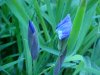 Blue Flag (Iris versicolor)