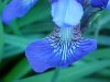 Blue Flag (Iris versicolor) (from flagge, the old English for 'rush'  or 'reed')